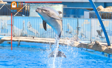 : Dolphin Show 