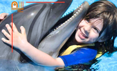 Swim With Dolphins in The Park